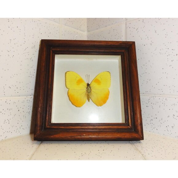 Vintage Wood Framed Orange Sulphur Butterfly oddity curiosity insect bug - Picture 6 of 13